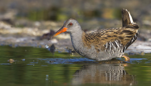 LUHTAKANAT NÄYTTÄYTYIVÄT HIENOSTI LOPPUKESÄLLÄ