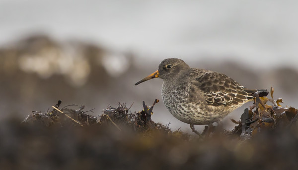 MERISIRREJÄ ON NYT SAAREN RANNOILLA