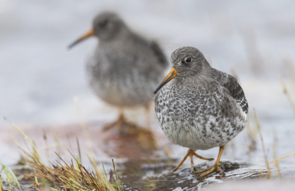 MERISIRRIEN KUVAAMISEEN EI IHAN HELPOLLA KYLLÄSTY