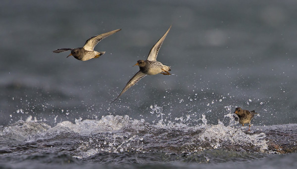 merisirri_12_Korppoo_01_15