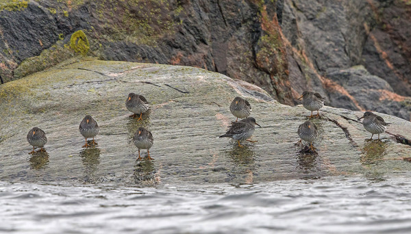 ITÄKÄRJESSÄ 9 MERISIRRIÄ