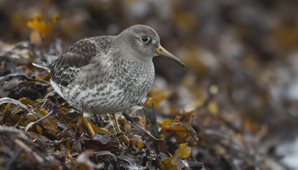 MERISIRRIT OVAT NYT VIIHTYNEET MYÖS PÄÄSAAREN RANNOILLA