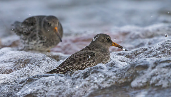 MERISIRRIT EIVÄT PALJON PIITTAA AALLOKOSTA