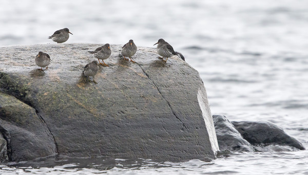 MERISIRREJÄ RIITTÄÄ MELKEIN JOKA PÄIVÄLLE