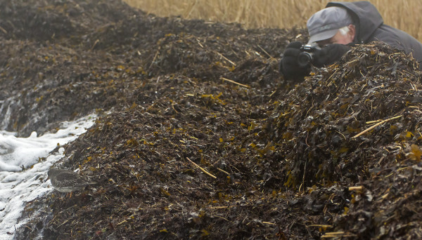 MERISIRREJÄ ON MONI NYT KUVANNUT KUN OVAT KOVIN KESYJÄ