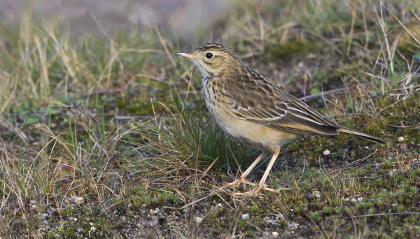 MONGOLIANKIRVINEN NÄHTIIN ENSIMMÄISTÄ KERTAA UTÖSSÄ