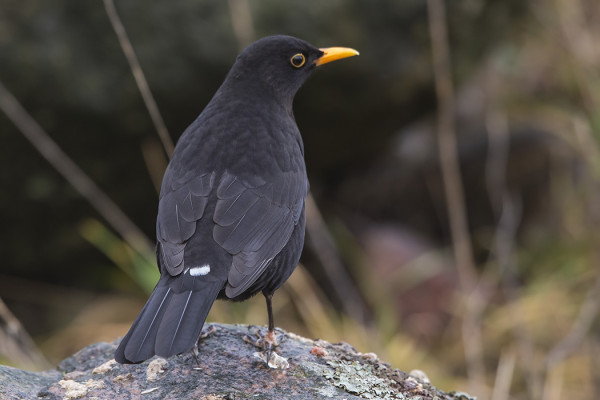 RUOKINNALLA KÄY MUSTARASTAS, JOLLA ON VALKEA YLÄPERÄ