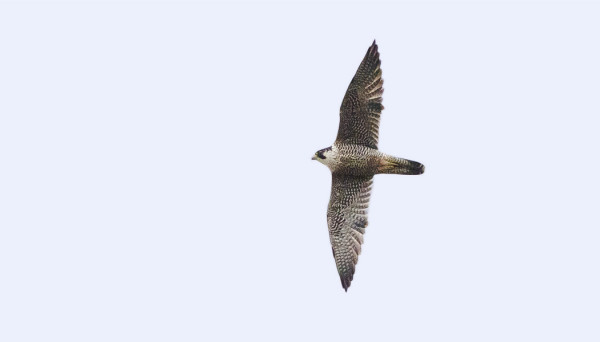 MUUTTOHAUKKOJA NÄKYY VUOSI VUODELTA ENEMMÄN