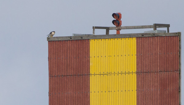 VANHA MUUTTOHAUKKA TALVEHTII ALUEELLA, TÄNÄÄN VIIHTYI FINNSKÄRIN LINJATAULULLA TUNNIN VERRAN