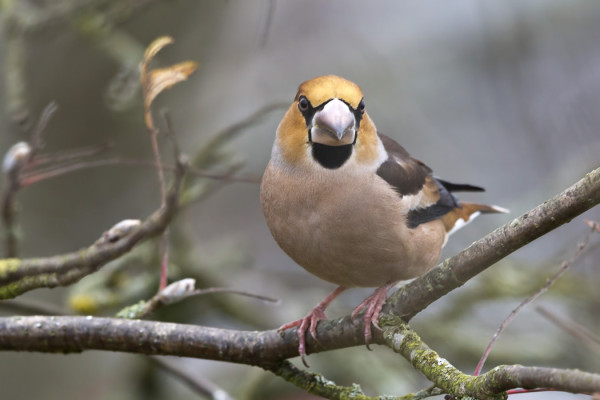 NOKKAVARPUNEN PESI SAARELLA