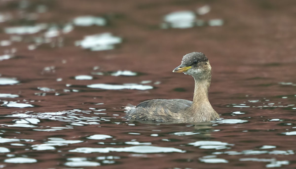 PIKKU-UIKKUA OLI JO PITKÄÄN ODOTELTU