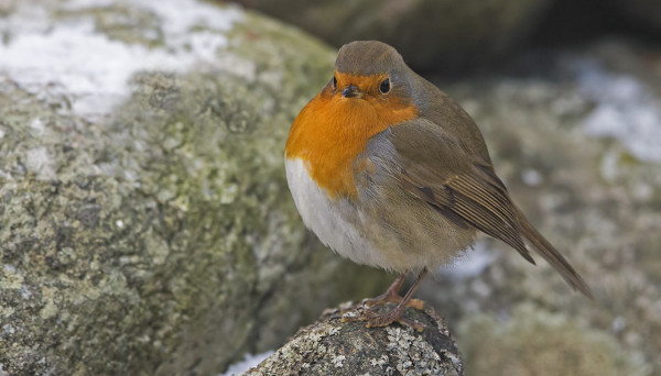 HYVIN SYÖNYT PUNARINTA VIIHTYY RUOKINNALLAMME