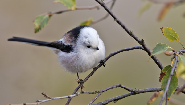 PYRSTÖTIAINEN OLI SYKSYN EHDOTON VAELLUSLINTU, ESIM NÄRHIÄ JA HAKKEJA EI HAVAITTU AINOATAKAAN