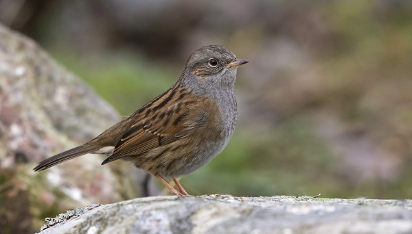 MUUTAMA RAUTIAINEN ON EDELLEEN HENGISSÄ