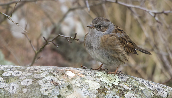 RAUTIAINEN HIIPII EDELLEEN RUOKINNALLEMME SILLOIN TÄLLÖIN