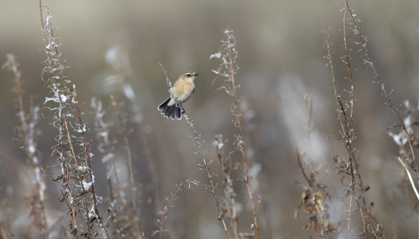 SEPELTASKU ILAHDUTTI MONIA