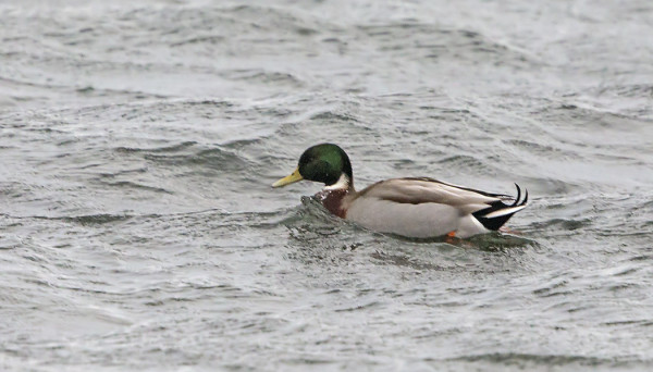 TÄLLÄ SINISORSALLA TAITAA OLLA MUUTAMA JOUHISORSANKIN GEENI