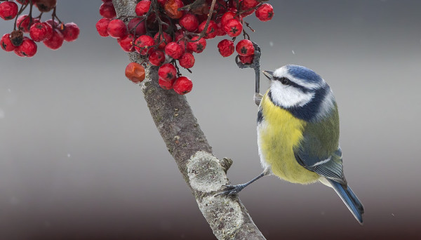 SINITIAISIA TALVEHTII PARIKYMMENTÄ