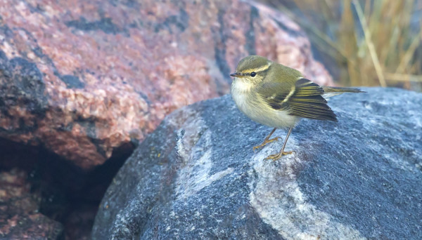 TAIGAUUNILINTUJA NÄHTIIN KAIKKIAAN 14 YKSILÖÄ
