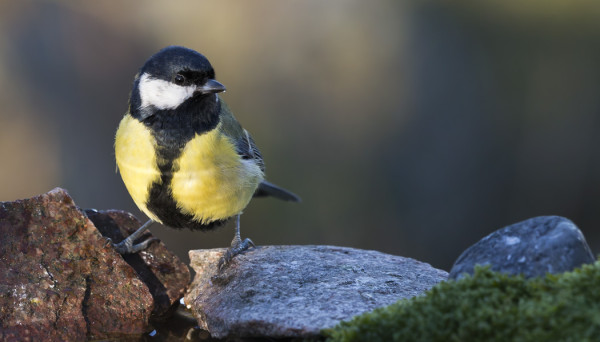 JA TALITIAISIA USEITA KYMMENIÄ