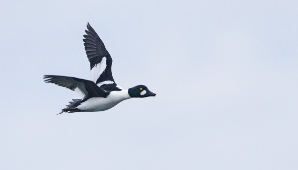 TELKKIEN MÄÄRÄ ON NYT VÄHÄN TOISTASATAA