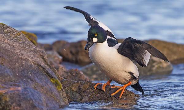 TELKKÄ KIIPEÄÄ RANTAKIVILLE