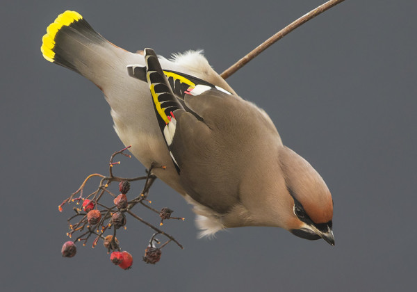 TILHIÄ KIEPPUU VIELÄ MUUTAMA SAARESSA