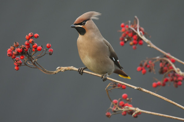 MUUTAMA TILHI PYÖRII SAARELLA