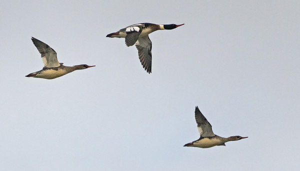TUKKAKOSKELOITA PYÖRII MUUTAMA SAAREN RANTAVESISSÄ