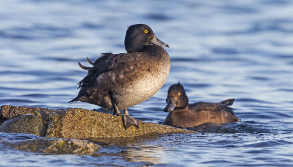 MUUTAMA TUKKASOTKA VIIHTYY SATAMALAHDELLA