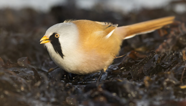 VIIKSITIMALEITA VIERAILI PITKÄSTÄ AIKAA SAARELLA