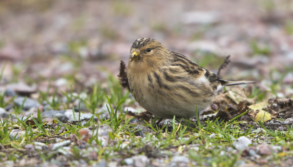 VUORIHEMPOSTA KERTYI MUUTAMA SYYSHAVAINTO