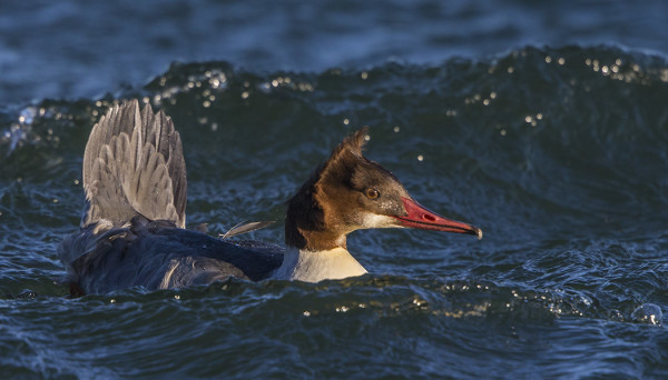 KOVASSA TUULESSA ISOKOSKELO KÄYTTI PYRSTÖÄ PURJEENA...
