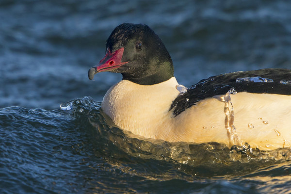 ISOKOSKELOT OVAT KUVAUKSELLISIA
