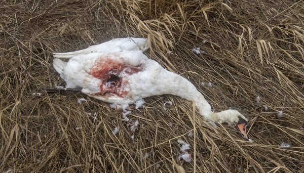 MIKÄHÄN NÄITÄ VANHOJA KYHMYJOUTSENIA TAPPAA?