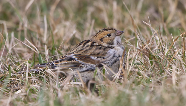 LAPINSIRKKU ILMESTYI SAAREEN