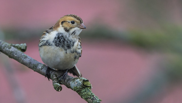 LAPINSIRKKU KÄVI MUUTAMAN KERRAN SAUNALLAMME