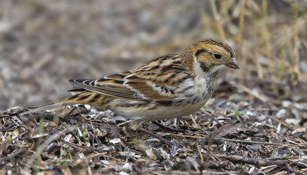 LAPINSIRKKU KÖY HARVAKSELTAAN RUOKINNALLAMME