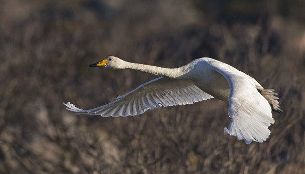 LAULUJOUTSEN VIIHTYY ETELÄNIEMELLÄ