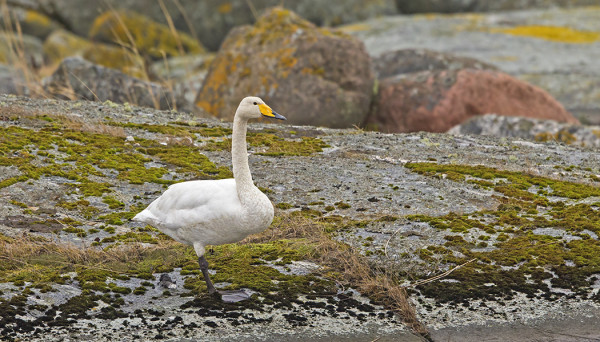 ETELÄNIEMESSÄ ON JO PITKÄÄN VIIHTYNYT LAULUJOUTSEN