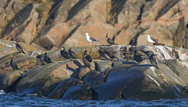 SATAMAN SUULLA VIIHTYY MERIMETSOPORUKKA