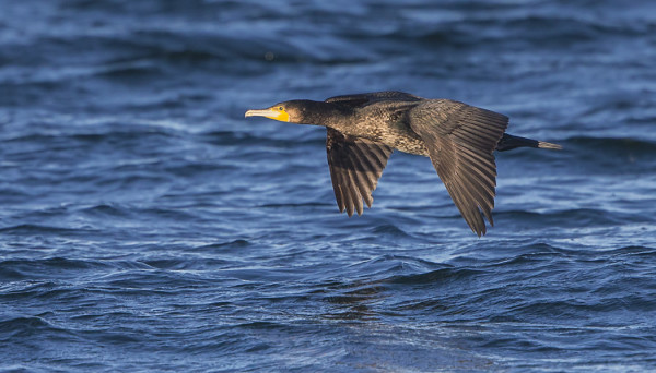 MERIMETSOJA ON TALVEHTINUT KYMMENIÄ