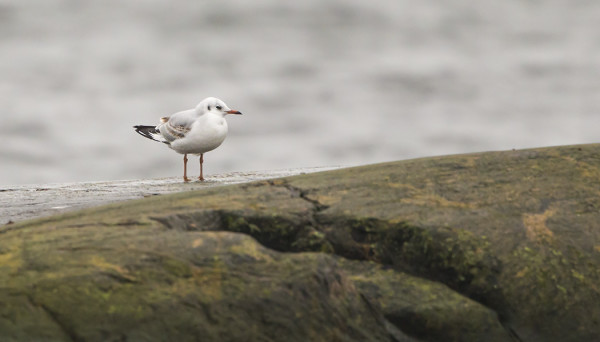 JOKUNEN NAURULOKKI NÄKYY SILLOIN TÄLLÖIN