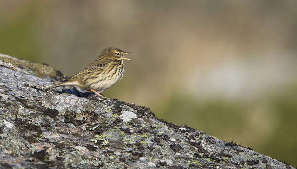 NIITTYKIRVINEN TALVEHTII ITÄRANNALLA
