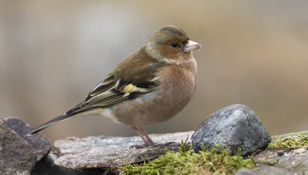 SAARESSA ON TALVEHTINUT 4-5 PEIPPOA