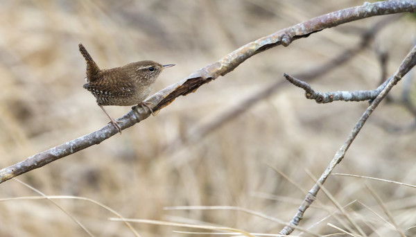 PEUKALOISET OVAT SELVINNEET "TALVESTA" HYVIN