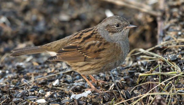 RAUTIAINEN KÄY PÄIVITTÄIN RUOKINNALLAMME