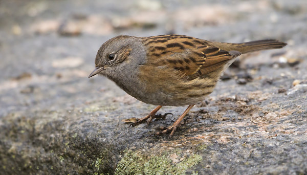 YKSI RAUTIAINEN KÄY EDELLEEN RUOKINNALLAMME