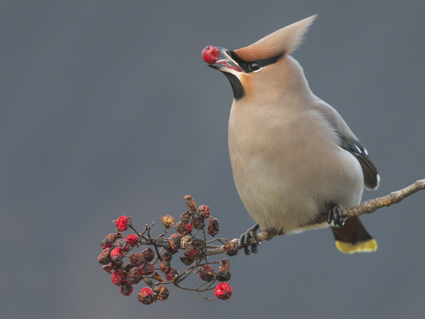 PARI TILHEÄ HAAHUILI VIELÄ SAARESSA