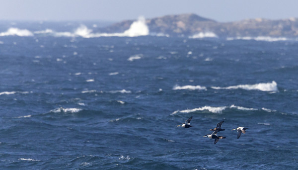 HAAHKAT SAAPUVAT HILJALLEEN